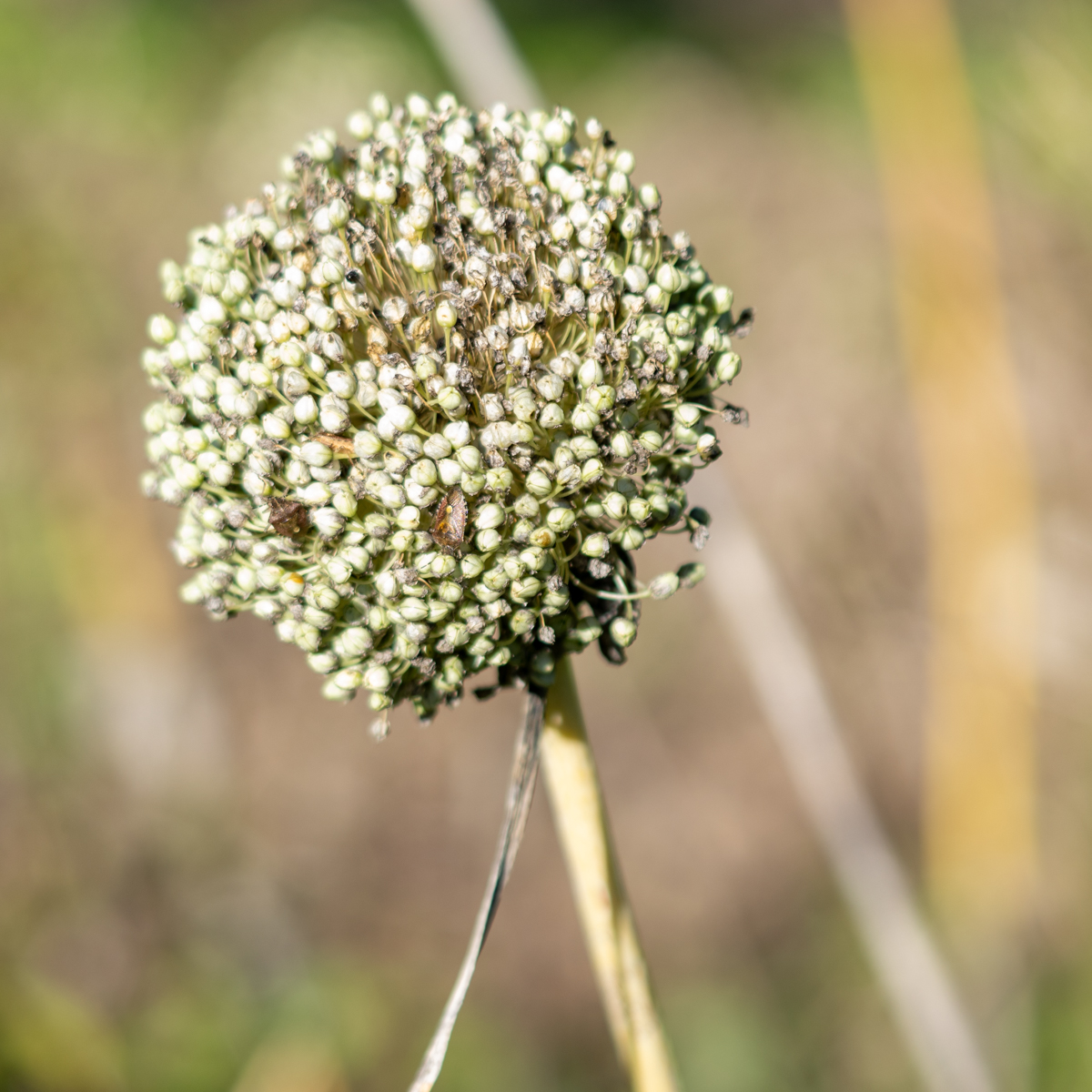 Photography by Chris Allington
